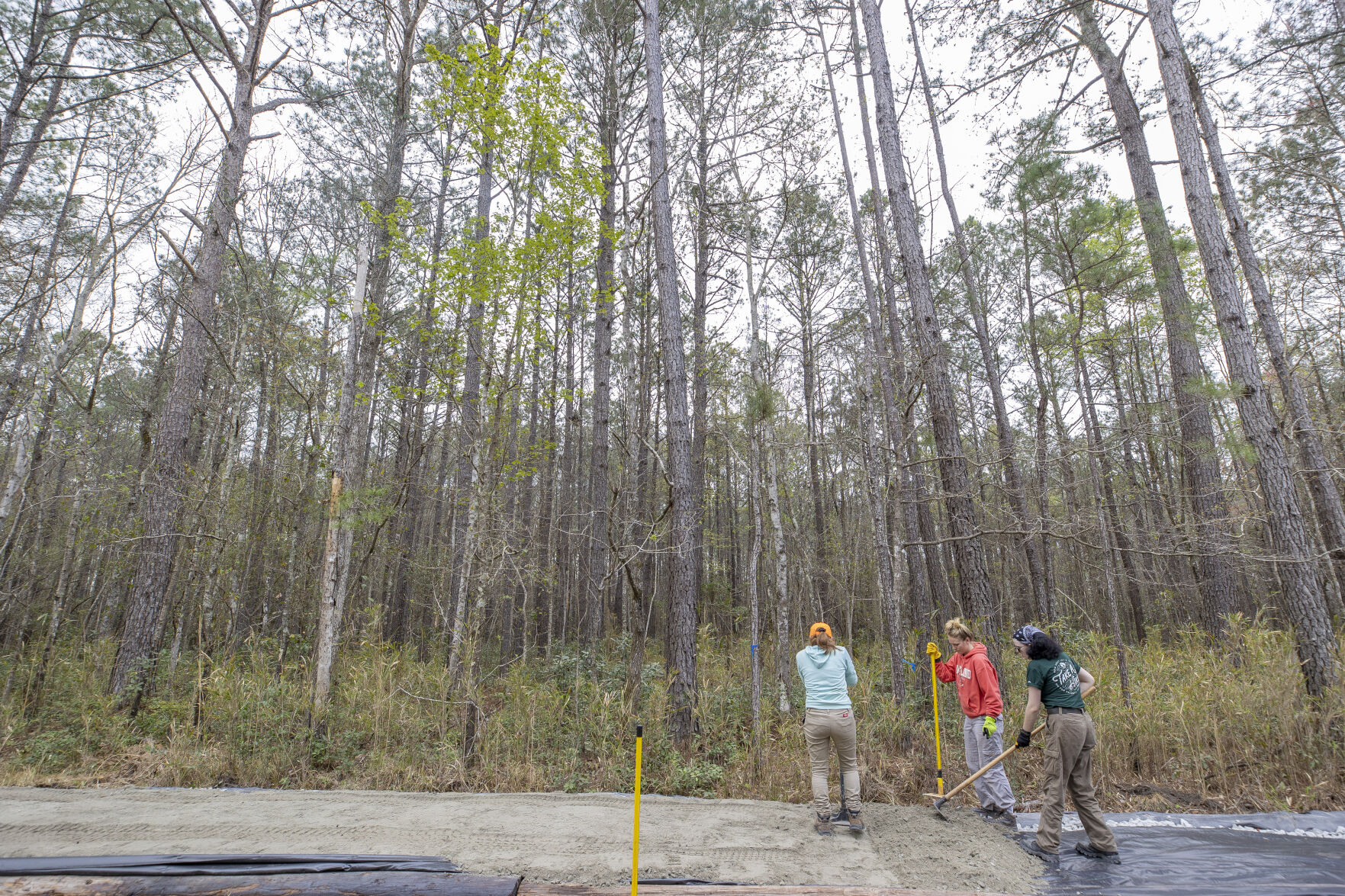 Palmetto Trail_5.jpg